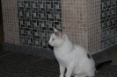 Türkei Urlaub 2012_221